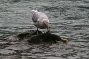 Möwe mit Lachs