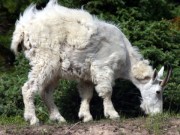 Mountain Goat