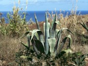 Kakteenlandschaft