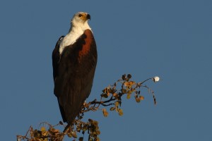 Schreiseeadler