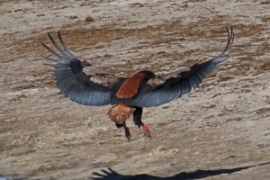 Gaukler bei der Landung