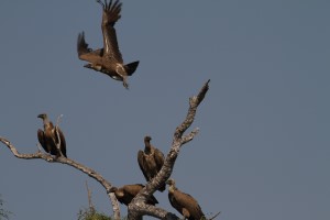 Geiertreff im Baum