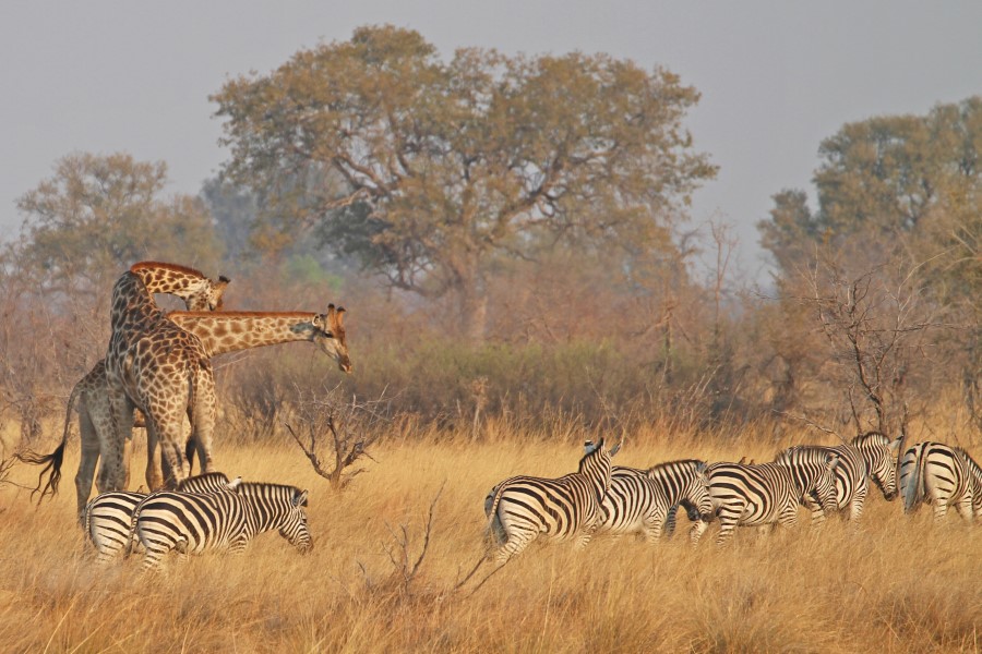 Giraffen und Zebras