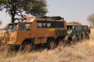 Unsere Pinzgauer