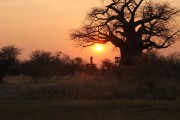 Sonnenuntergang an den Baobab-Bumen