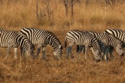 Zebras