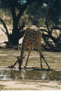 Trinkende Giraffe