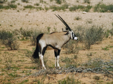 Oryx-Antilopee