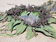 Welwitschia