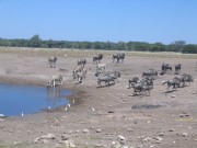 Zebras und Gnus gemeinsam am Wasserloch