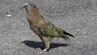 Kea