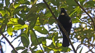 Tui