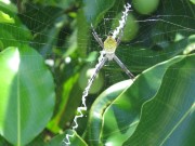 ungefährliche Spinne