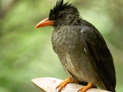 Bulbul