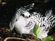 Long Tail Tropic Bird