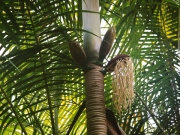 Palmenblüte