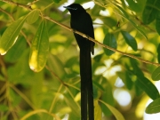 Paradise Fly Catcher