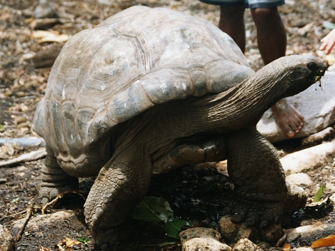 Riesenschildkrte auf Curieuse