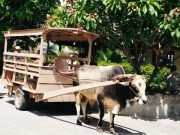 Koffertransport auf La Digue