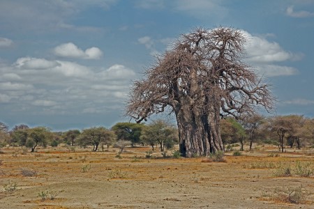 Baobab