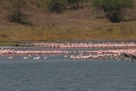 Flamingos