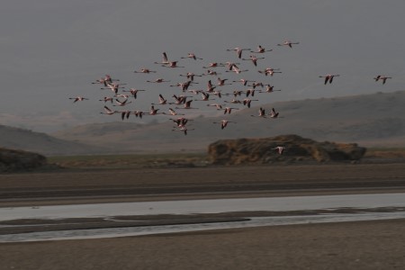 Flamingos