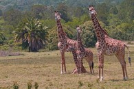 Giraffen