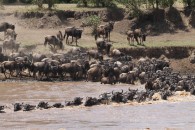 Gnus