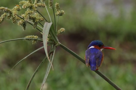 Malachite Kingfisher