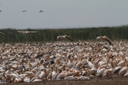 Lake Manyara NP