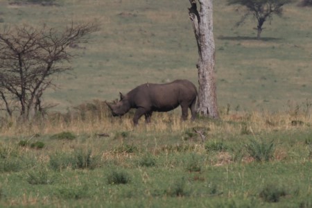 Nashorn