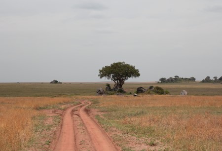 Serengeti