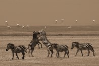 Zebras