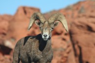 Big Horn Sheep