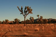 Joshua Trees