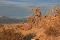 Baum in den Sanddünen