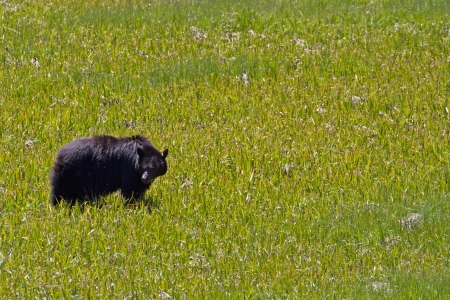 Schwarzbär