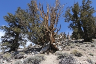 Bristlecone Pine