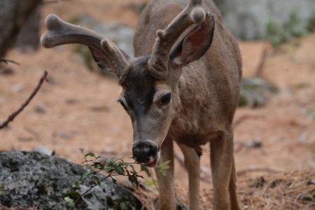 junger Hirsch