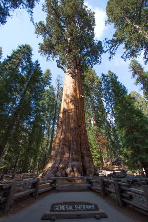 General Sherman Tree