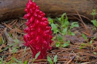 Snowplant