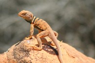 Collared Lizard