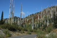 Mt St. Helens